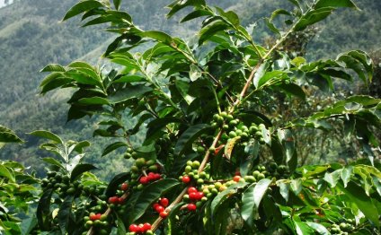 ARABICA COFFEE BEANS