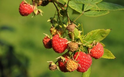 Raspberry tea health benefits