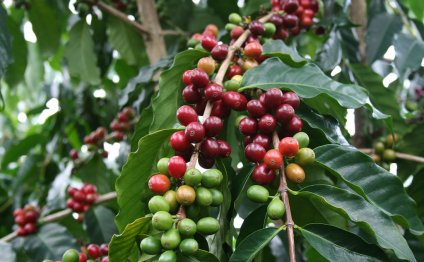 Where Did Coffee Come From?