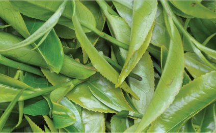 How to steep loose leaf tea?
