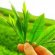 Green tea extract