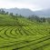 History of Tea and Coffee