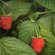 Organic Red Raspberry leaf tea