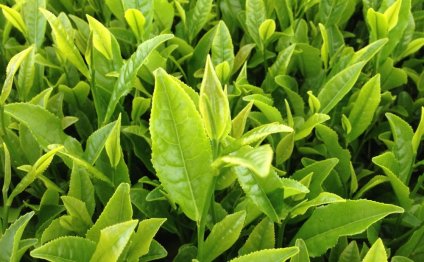 Green tea extract dosage