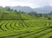 History of Tea and Coffee
