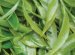 How to steep loose leaf tea?