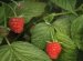 Organic Red Raspberry leaf tea