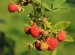 Raspberry tea pregnancy