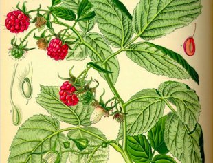 raspberry leaf tea, pregnancy ITP raspberry leaf, pasberry leaf, ITP Pregnancy, gestational thrombocytopenia, immune thrombocytopenia during pregnancy, breastfeeding with ITP,