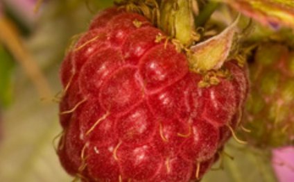 Red Raspberry leaf tea benefits