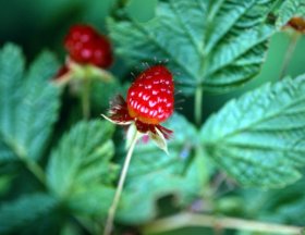 Red raspberry leaves are used for making medicinal tea.
