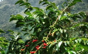 Coffee beans Wiki