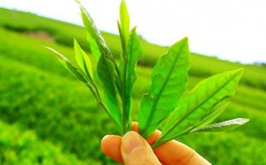 Green tea extract