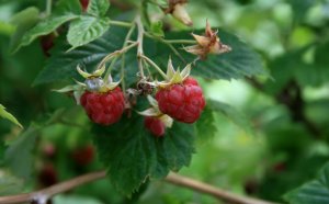 Raspberry leaf tea during pregnancy