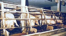 Sows in sow stalls (system is illegal in the UK) © RSPCA Photolibrary