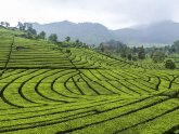 History of Tea and Coffee