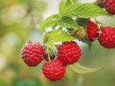 Raspberry leaf tea Menstruation