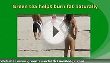 Green Tea Weight Loss: Can Green Tea Weight Loss Be Truly