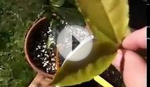 Harvesting Camellia sinensis Assamica Tea Plants In Containers