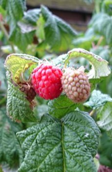 RASPBERRY LEAF