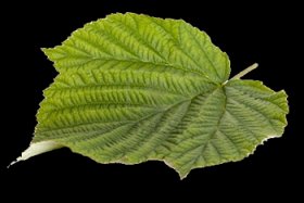 red raspberry leaf