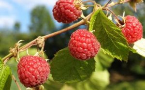 Red Raspberry leaf tea fertility