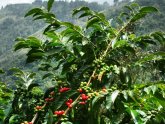 Coffee beans Wiki