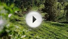 Earl Grey Tea - Dilmah Single Region Selection