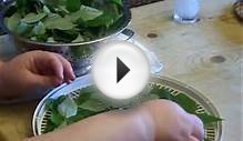 How to Dry Red Raspberry Leaves