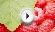 Red Raspberry Leaf Tea Benefits - HRFnd