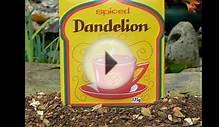 Where to Buy Dandelion Tea
